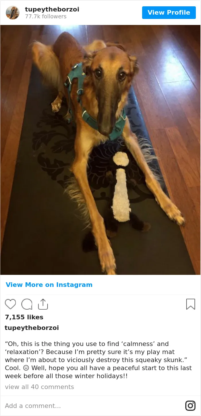 78K People Follow This Borzoi On Instagram For Her Adorably Long Snout