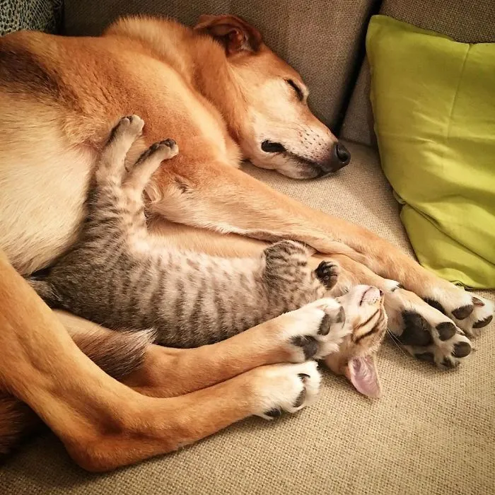 Este perro cuida de los gatitos rescatados en este refugio, y aquí tienes 30 fotos para mostrar su amor infinito