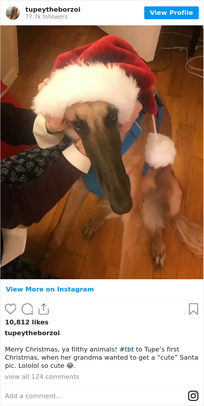 78K People Follow This Borzoi On Instagram For Her Adorably Long Snout