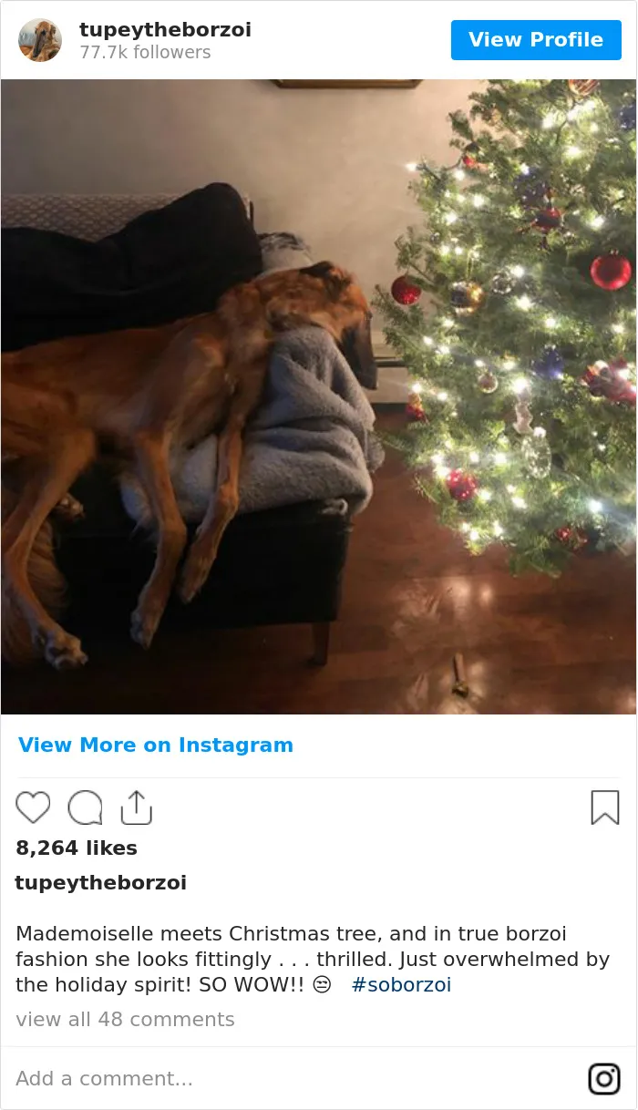 78K People Follow This Borzoi On Instagram For Her Adorably Long Snout