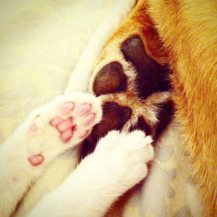 Este perro cuida de los gatitos rescatados en este refugio, y aquí tienes 30 fotos para mostrar su amor infinito