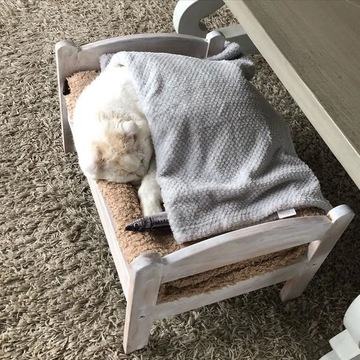 IKEA vende camitas de juguete para las muñecas, y la gente las compra para sus gatos (30 fotos)