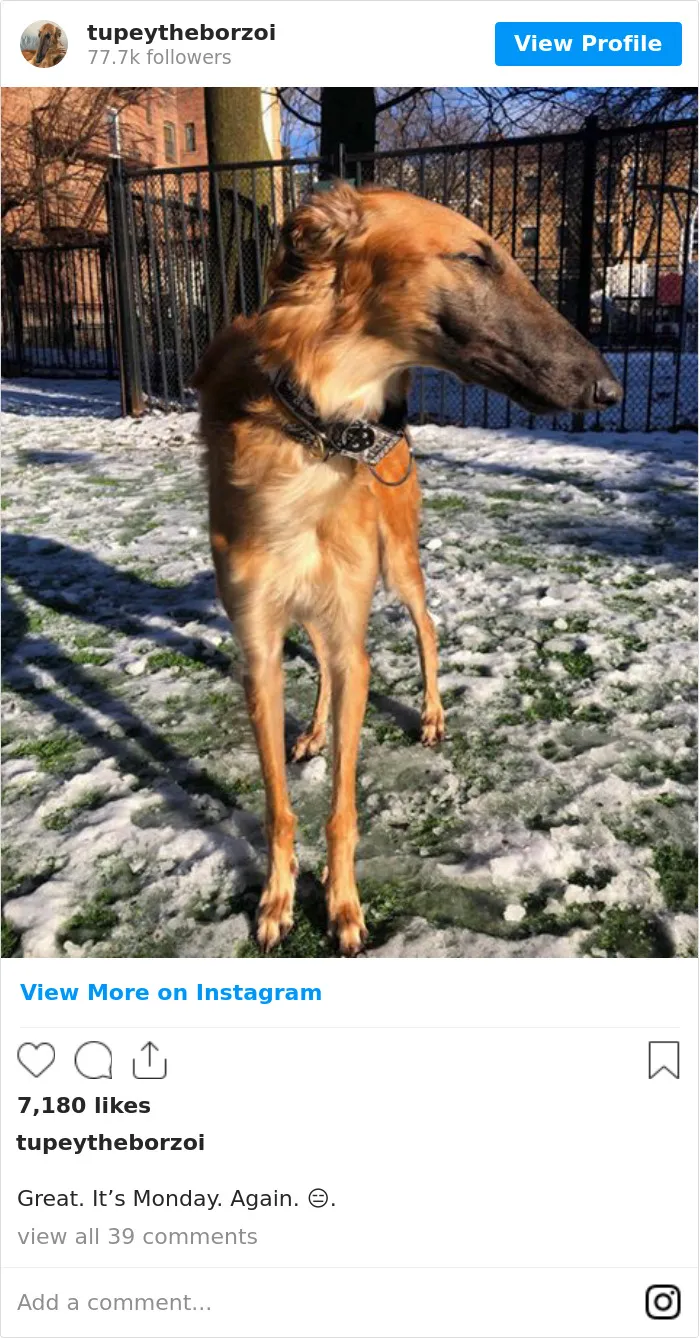 78K People Follow This Borzoi On Instagram For Her Adorably Long Snout
