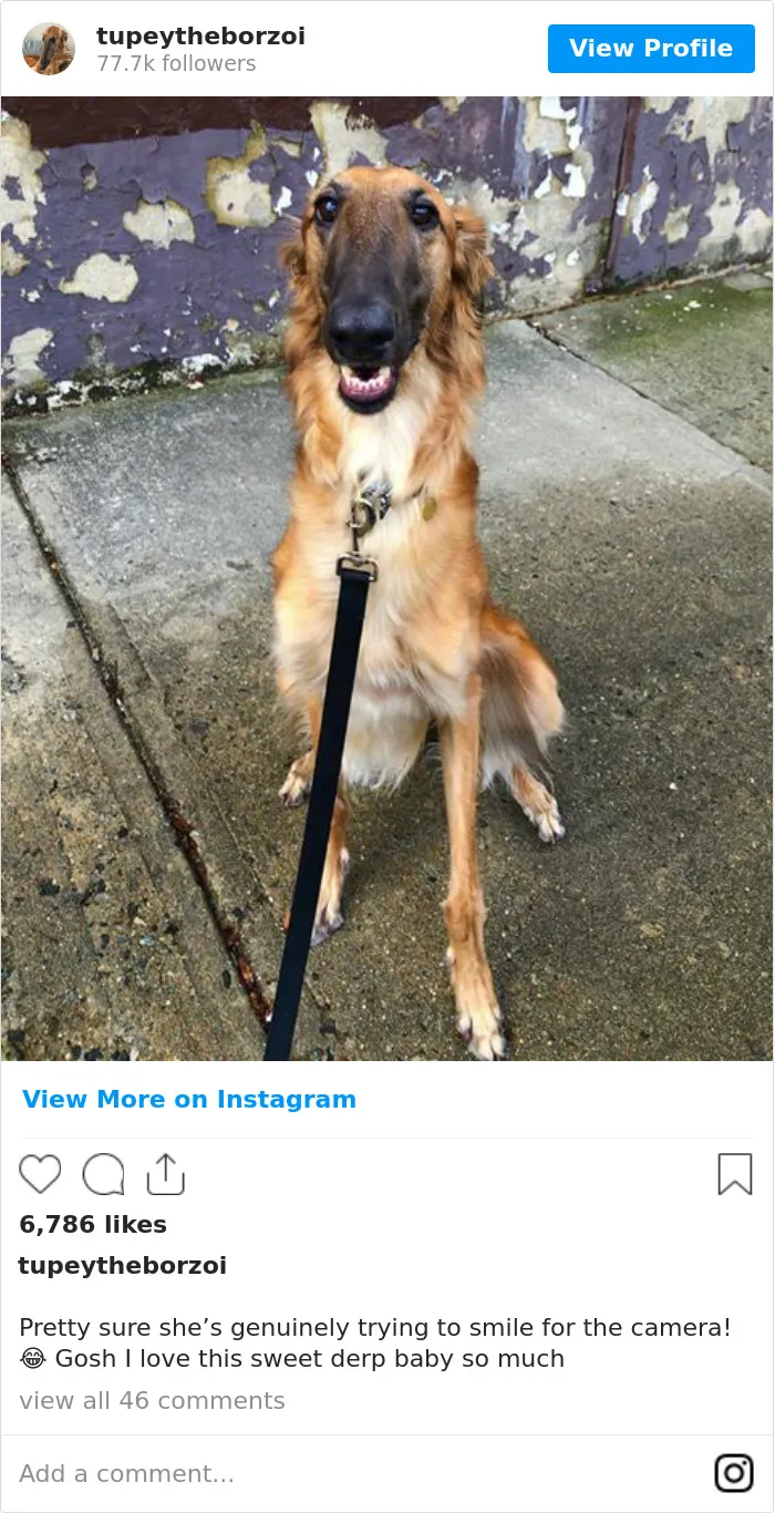 78K People Follow This Borzoi On Instagram For Her Adorably Long Snout