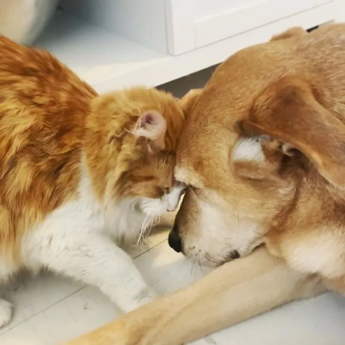 Este perro cuida de los gatitos rescatados en este refugio, y aquí tienes 30 fotos para mostrar su amor infinito