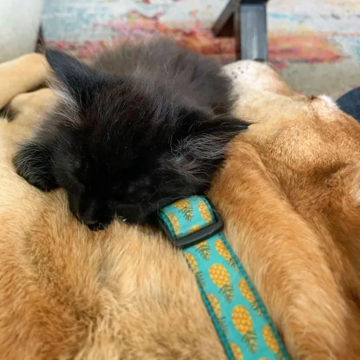Este perro cuida de los gatitos rescatados en este refugio, y aquí tienes 30 fotos para mostrar su amor infinito