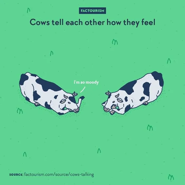 Emotional Cows