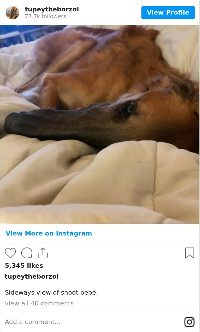 78K People Follow This Borzoi On Instagram For Her Adorably Long Snout