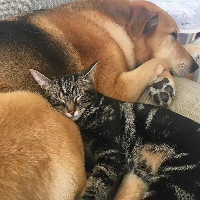 Este perro cuida de los gatitos rescatados en este refugio, y aquí tienes 30 fotos para mostrar su amor infinito