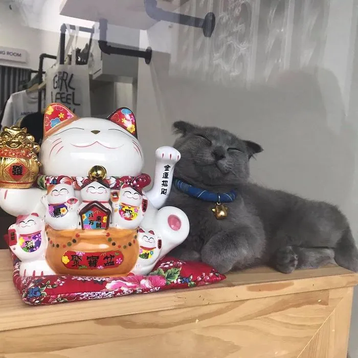 Copycat