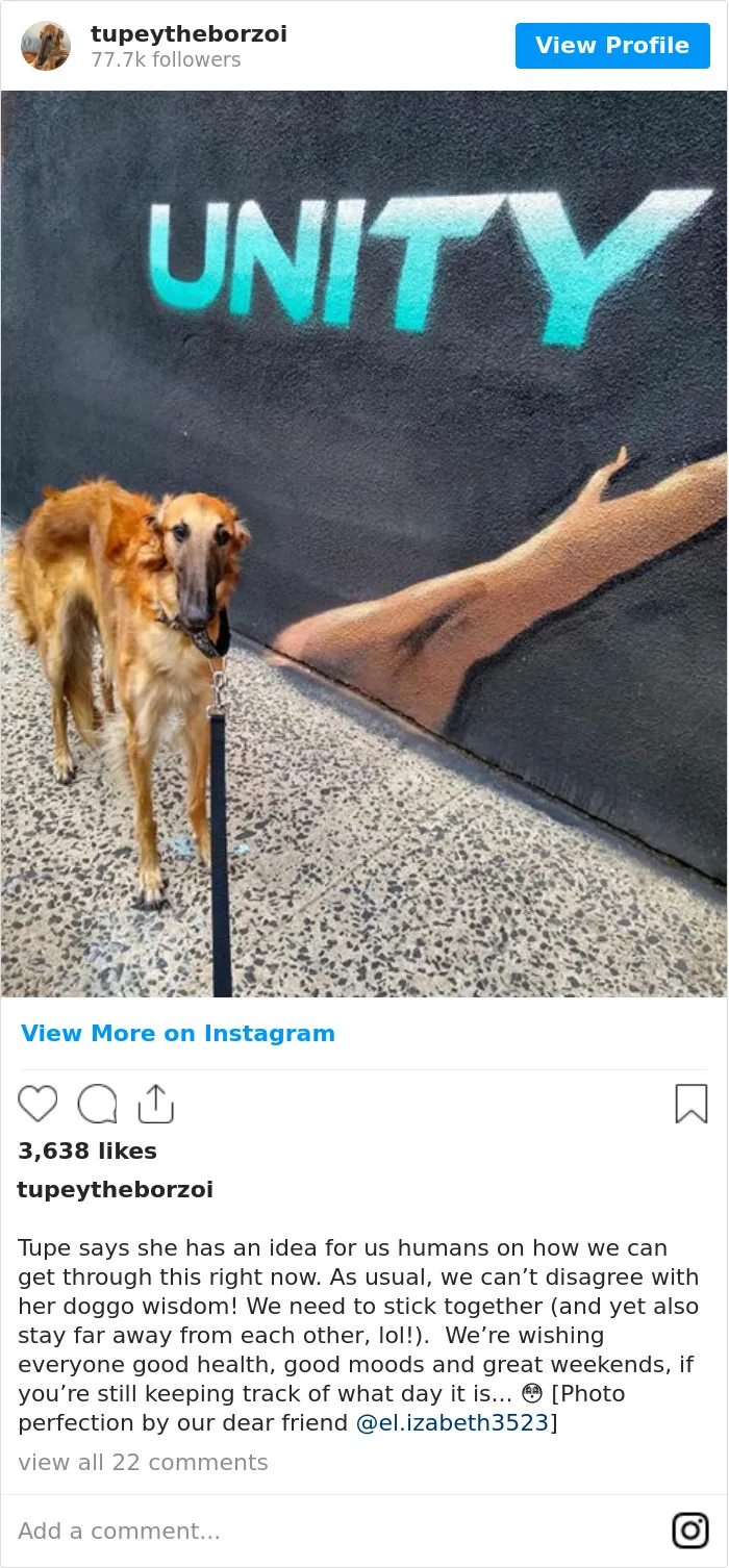 78K People Follow This Borzoi On Instagram For Her Adorably Long Snout