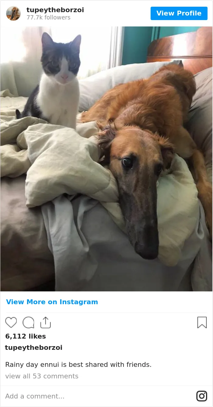 78K People Follow This Borzoi On Instagram For Her Adorably Long Snout