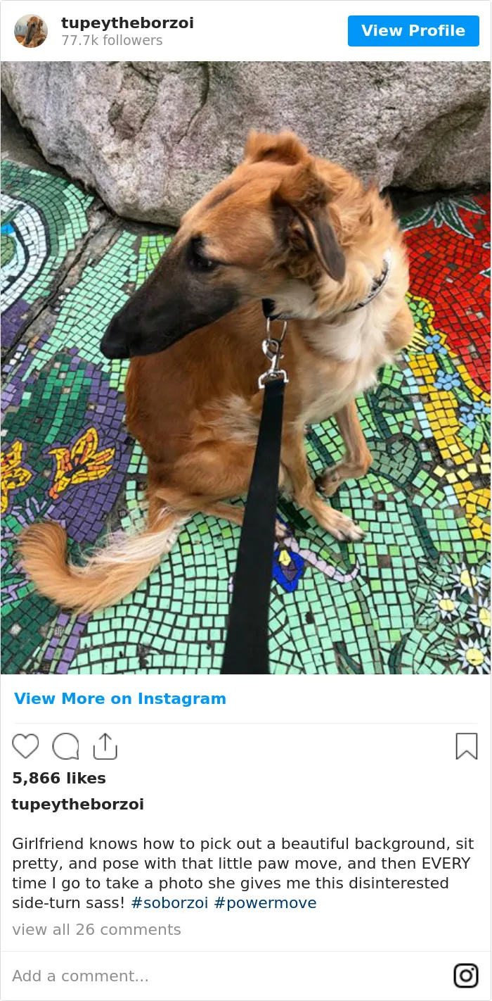 78K People Follow This Borzoi On Instagram For Her Adorably Long Snout