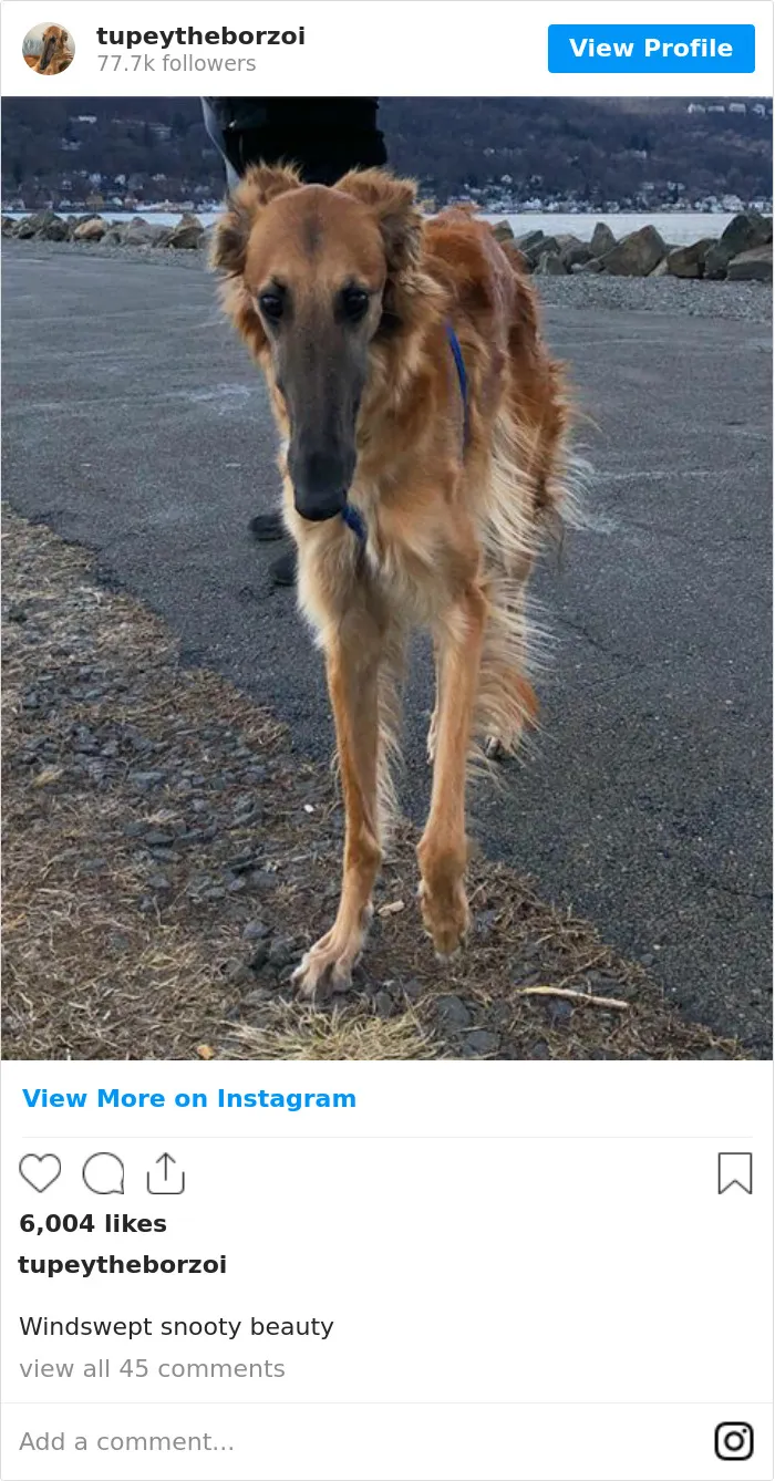 78K People Follow This Borzoi On Instagram For Her Adorably Long Snout