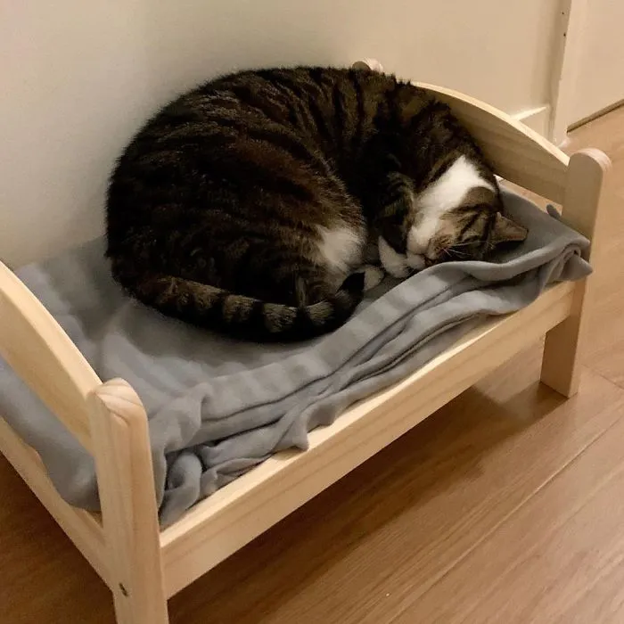 IKEA vende camitas de juguete para las muñecas, y la gente las compra para sus gatos (30 fotos)