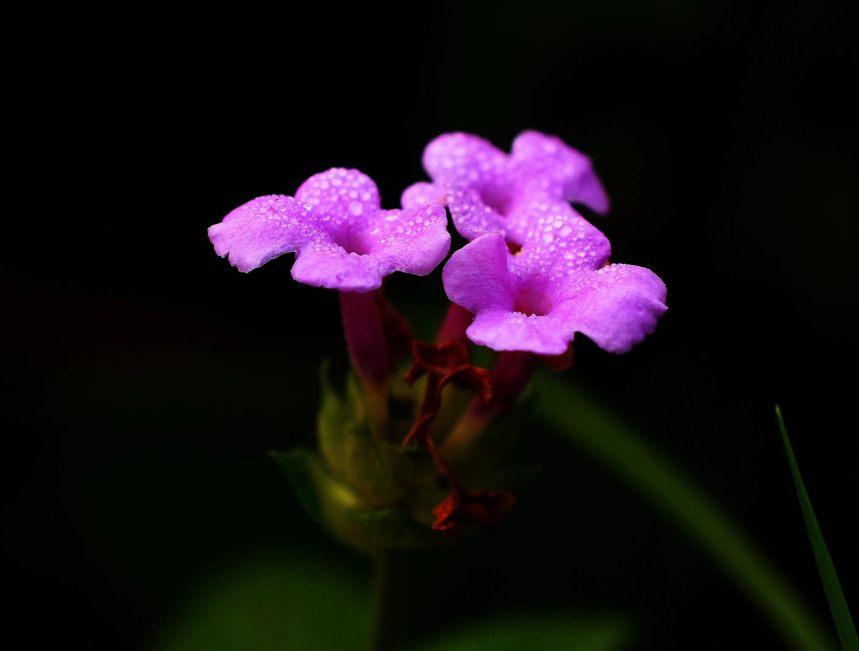 The Last Floral Photoshoot Before The Quarantine..