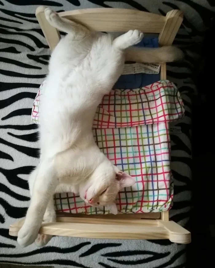 Cat Bed