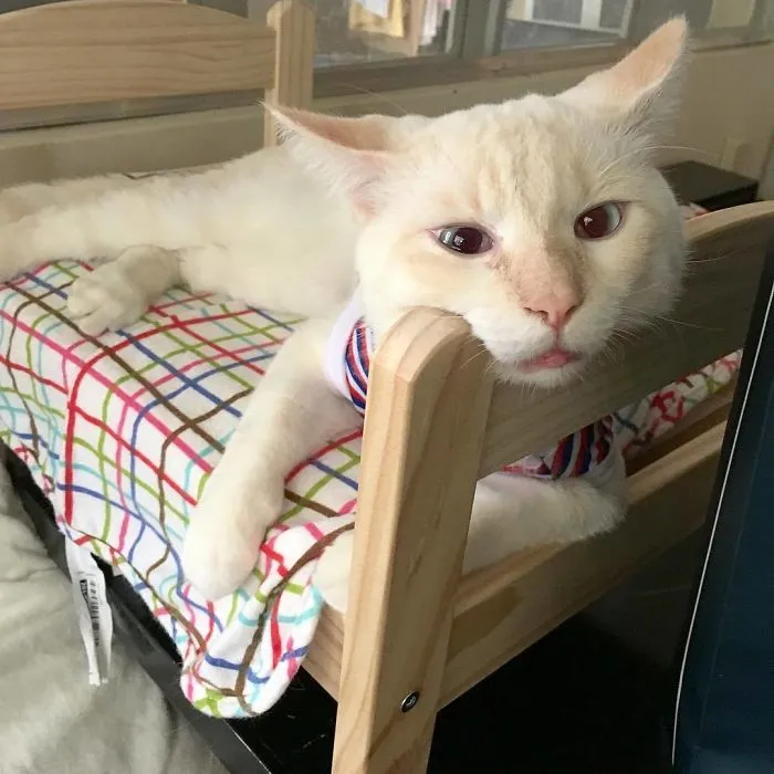 Cat Bed