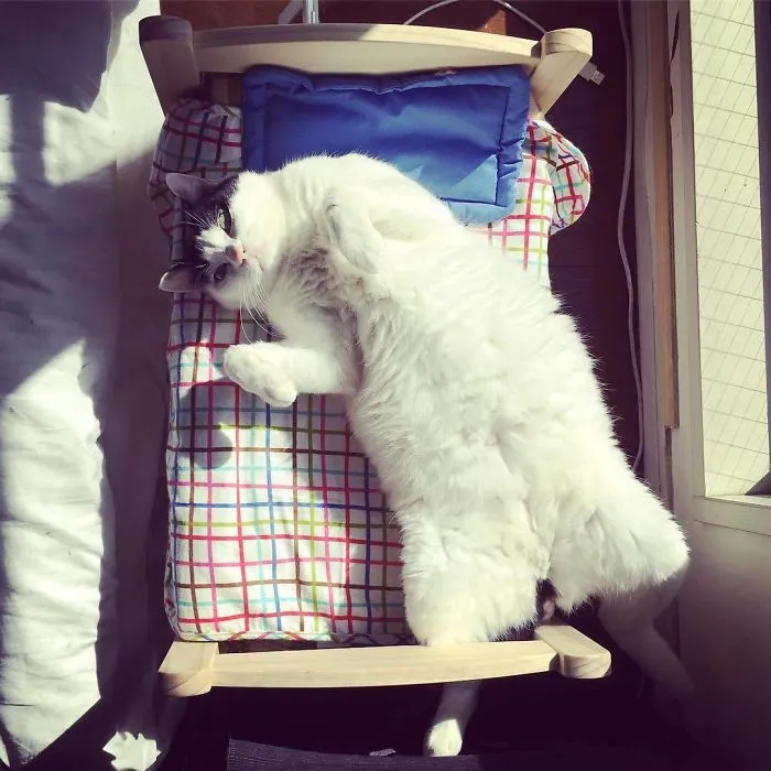 IKEA vende camitas de juguete para las muñecas, y la gente las compra para sus gatos (30 fotos)