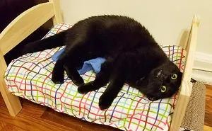 IKEA Sells Mini Beds For Children's Toys, People Buy Them For Their Cats (30 Pics)