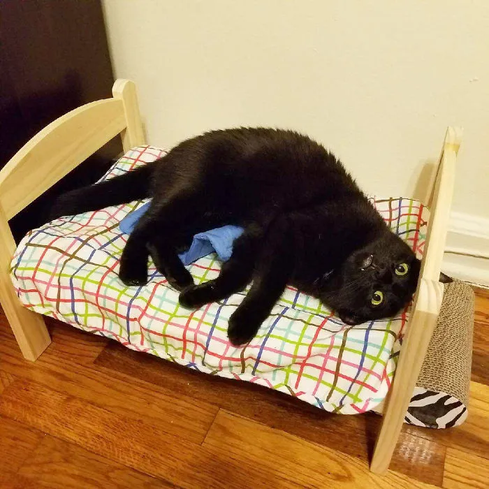 Cat Bed