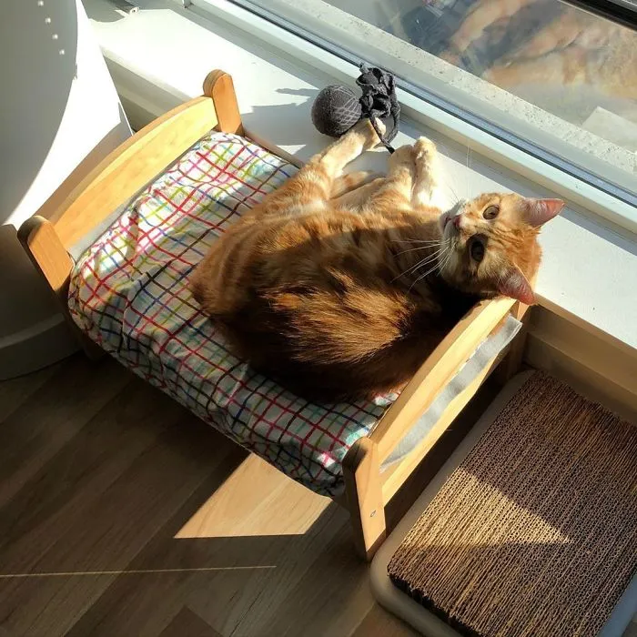 IKEA vende camitas de juguete para las muñecas, y la gente las compra para sus gatos (30 fotos)