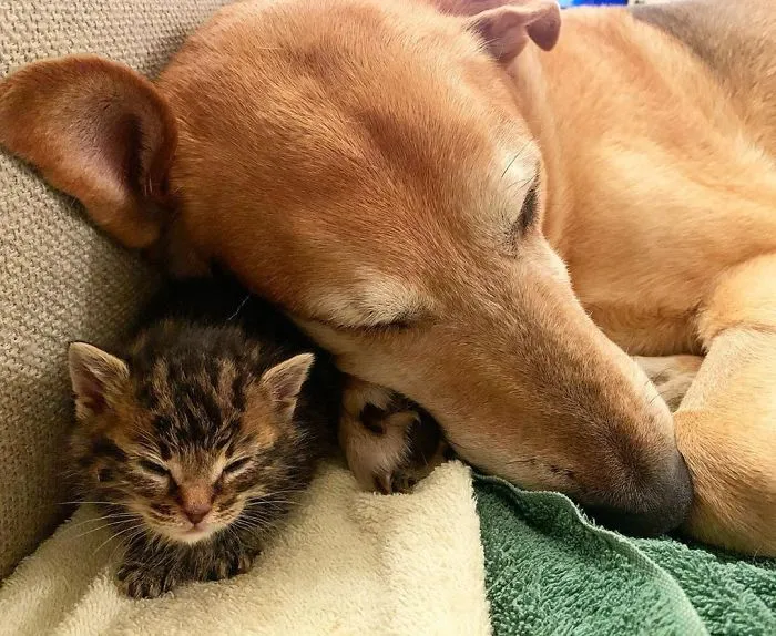Este perro cuida de los gatitos rescatados en este refugio, y aquí tienes 30 fotos para mostrar su amor infinito