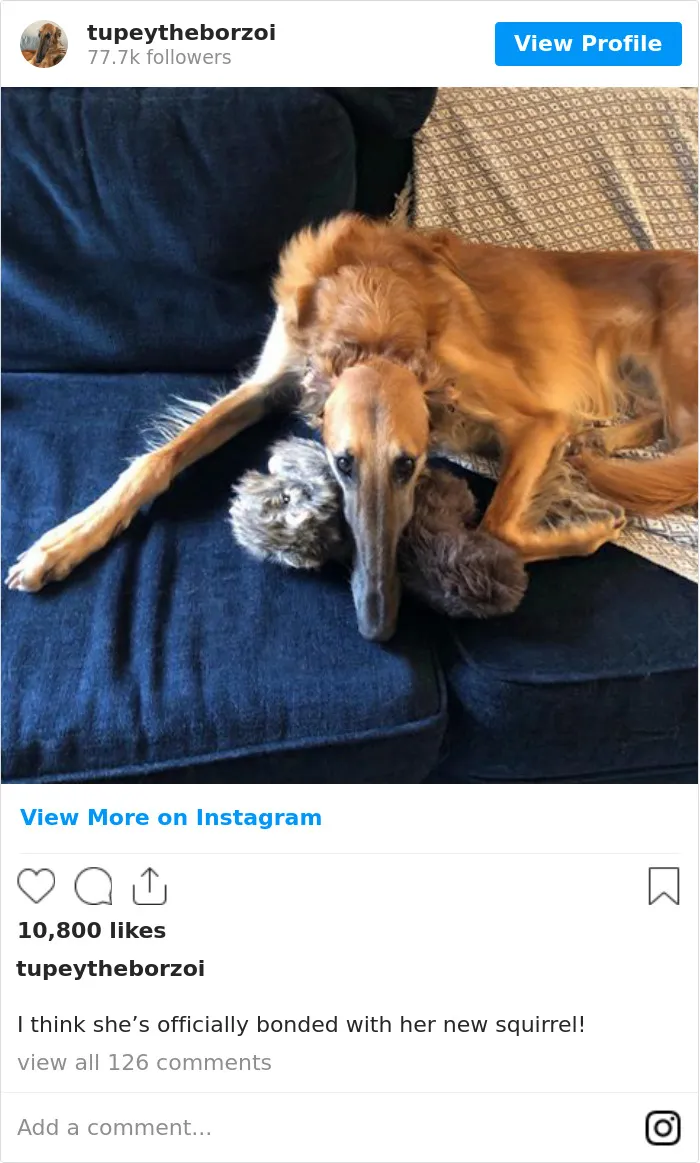 78K People Follow This Borzoi On Instagram For Her Adorably Long Snout