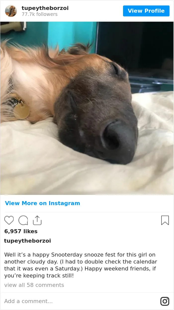 78K People Follow This Borzoi On Instagram For Her Adorably Long Snout