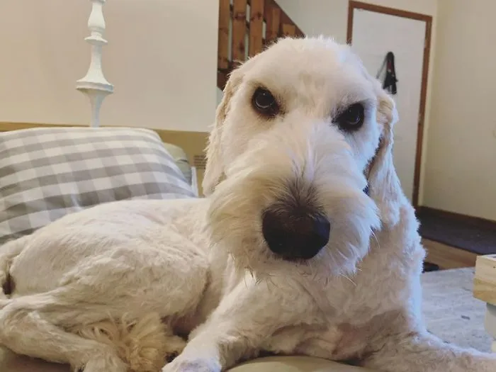 Este perro está planeando su venganza