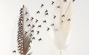 I Hand-Carve Feathers Into Intricate Designs Using Scalpels And Eye Surgery Scissors (30 New Pics)