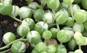 30 Types Of Succulents That Look Like Something Out Of This World