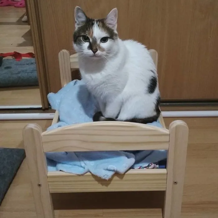 IKEA vende camitas de juguete para las muñecas, y la gente las compra para sus gatos (30 fotos)