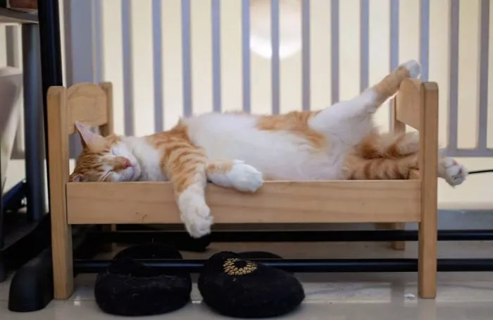 Snoozing Cat