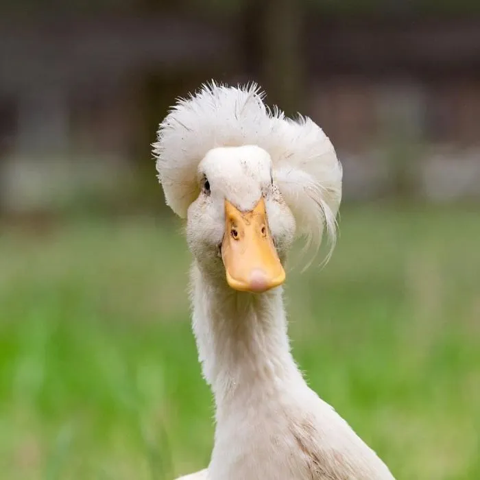 30 Ducks That Look Like 18th-Century Wig-Wearing Aristocrats