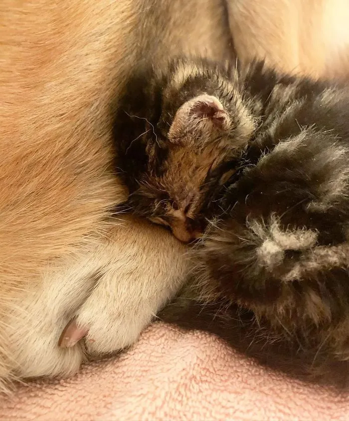 Este perro cuida de los gatitos rescatados en este refugio, y aquí tienes 30 fotos para mostrar su amor infinito