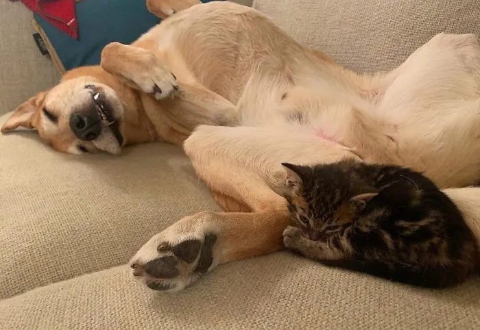 Este perro cuida de los gatitos rescatados en este refugio, y aquí tienes 30 fotos para mostrar su amor infinito