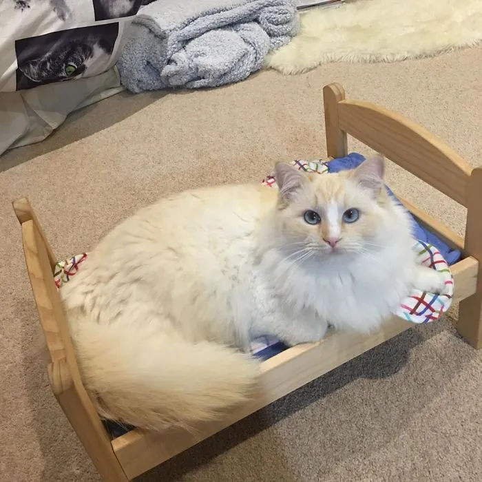IKEA vende camitas de juguete para las muñecas, y la gente las compra para sus gatos (30 fotos)