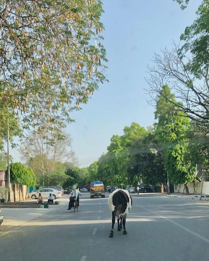 A Cow Wandering In The Streets Of Delhi, India