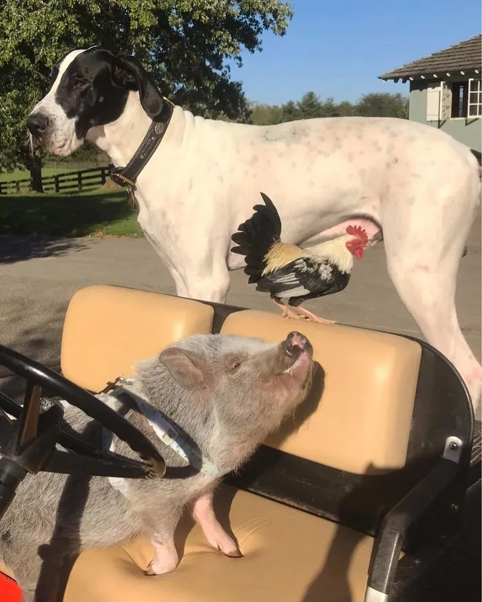 Estos Son Los Bichos Que Se Montan En El Carrito De Golf