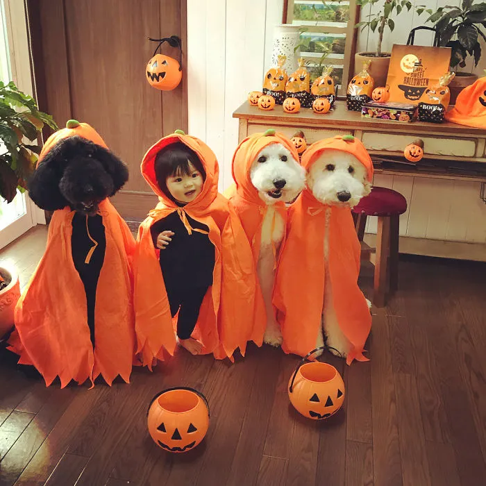 Family's 3 Poodles Have A Special Bond With Their Little Brother And Sister (30 Pics)