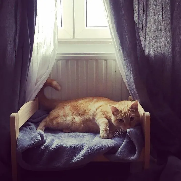 Cat Bed