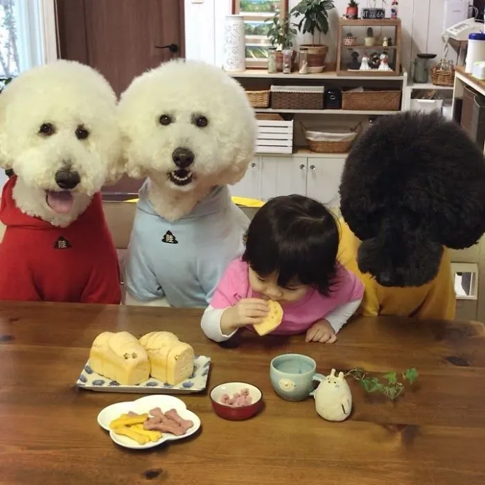 Family's 3 Poodles Have A Special Bond With Their Little Brother And Sister (30 Pics)