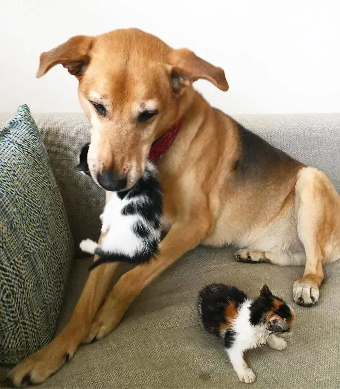 Este perro cuida de los gatitos rescatados en este refugio, y aquí tienes 30 fotos para mostrar su amor infinito