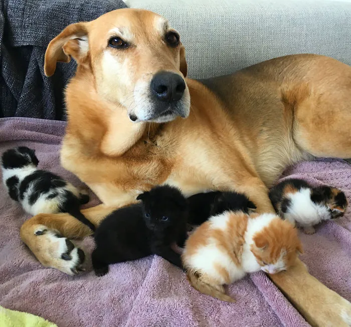 Este perro cuida de los gatitos rescatados en este refugio, y aquí tienes 30 fotos para mostrar su amor infinito