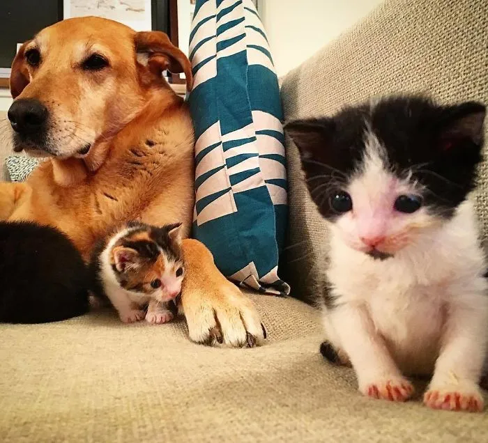Este perro cuida de los gatitos rescatados en este refugio, y aquí tienes 30 fotos para mostrar su amor infinito