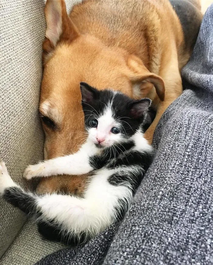 Este perro cuida de los gatitos rescatados en este refugio, y aquí tienes 30 fotos para mostrar su amor infinito