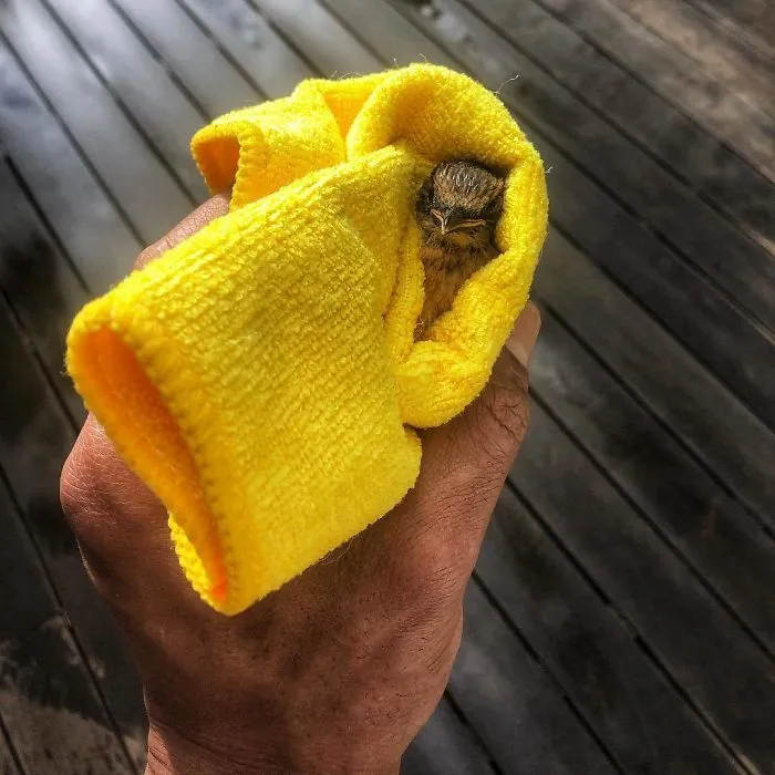 The Time He Saved A Little Bird That Was Struggling To Fly