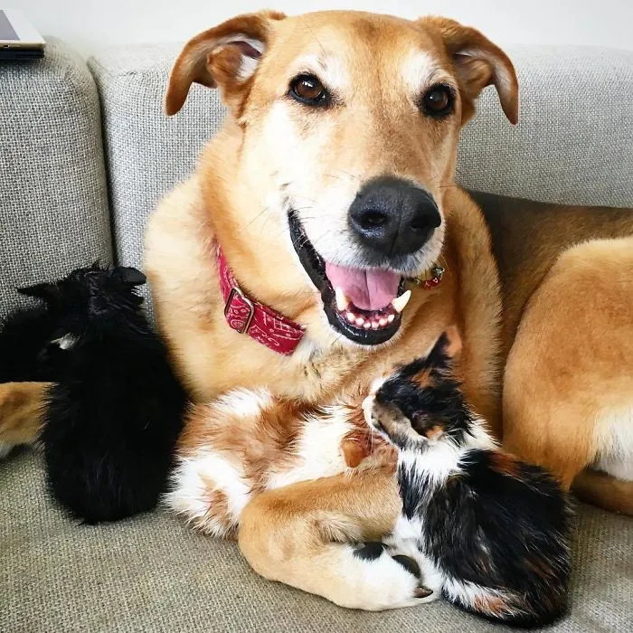 Este perro cuida de los gatitos rescatados en este refugio, y aquí tienes 30 fotos para mostrar su amor infinito