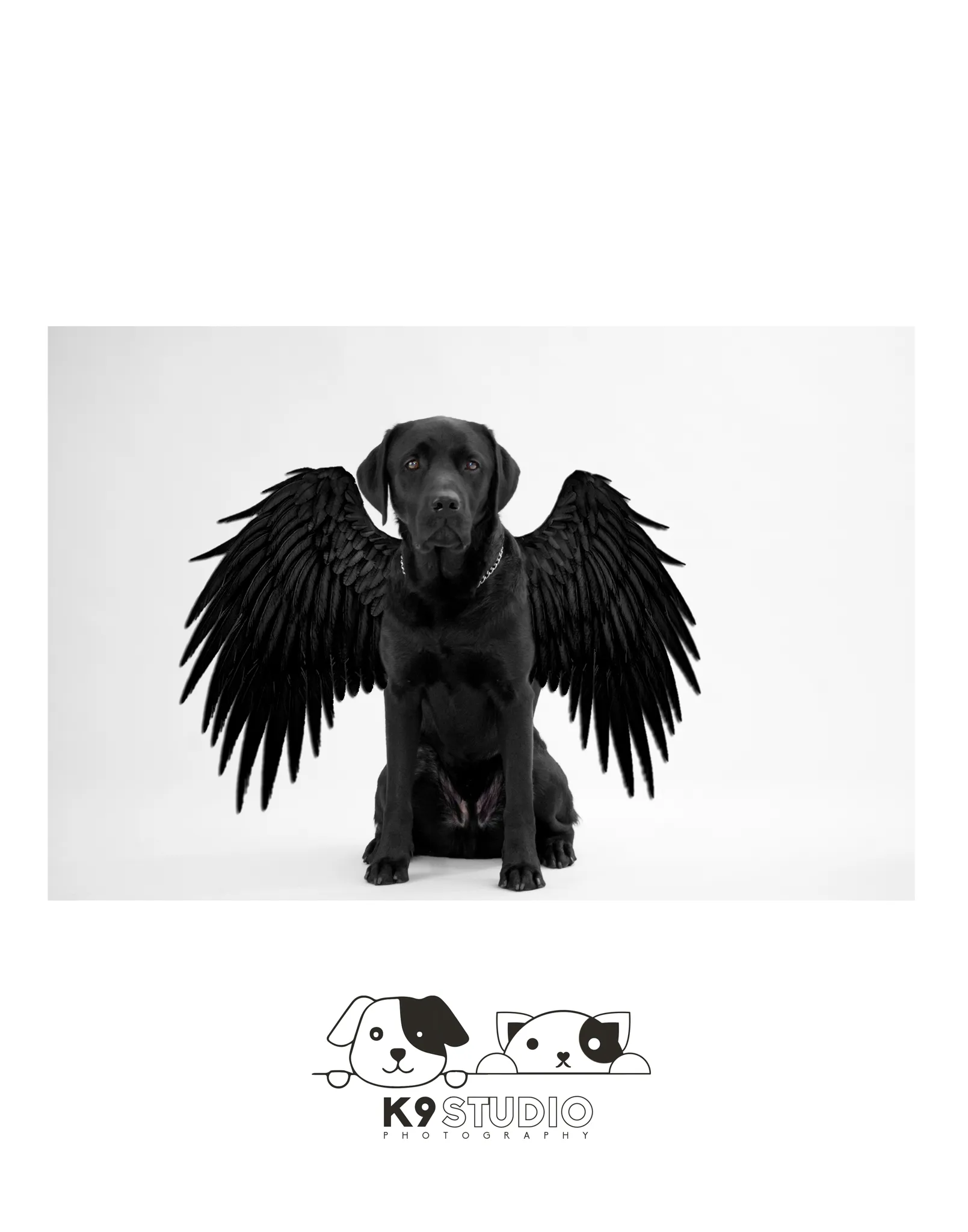 The Corvus In The Dog